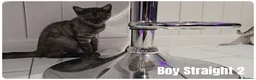 Scottish Fold cats for sale: Scottish Fold Kittens - Advert 13