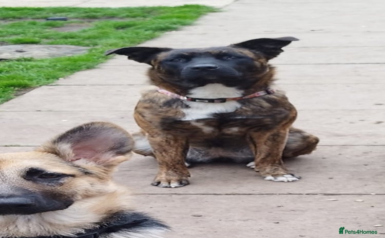 Mixed Breed dogs puppies  for sale - Advert 2