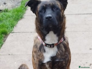 Mixed Breed dogs puppies for sale - Advert 3