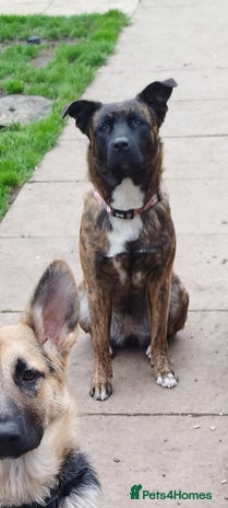 Mixed Breed dogs puppies for sale - Advert 2