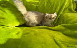British Longhair cats for sale: Last British Longhair kitten  - Advert 19