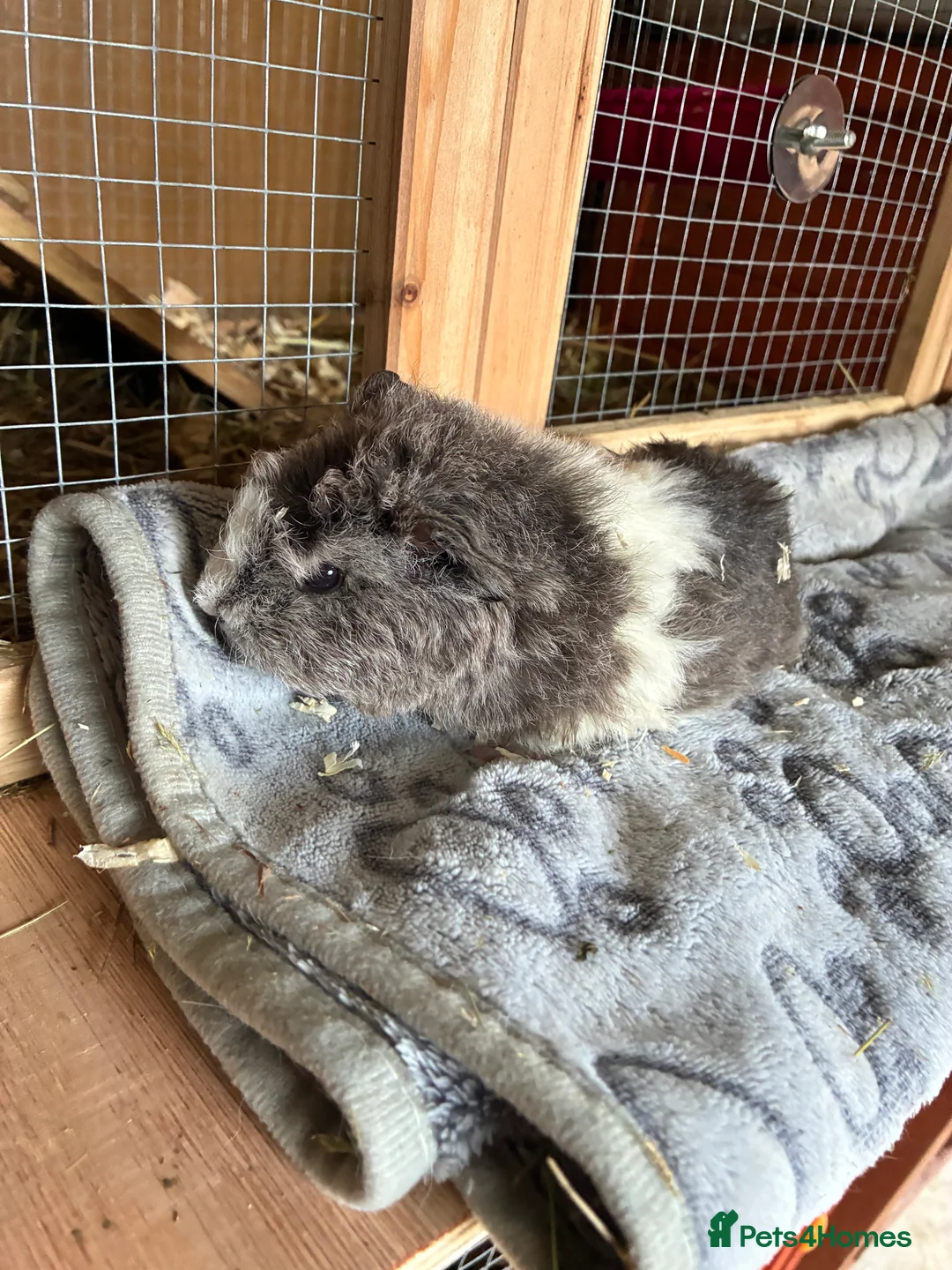 Guinea Pig rodents for sale: Baby pigs for sale !  - Advert 2