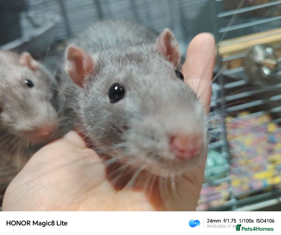 Rat rodents for sale: 2x sweet rat boys  - Advert 2
