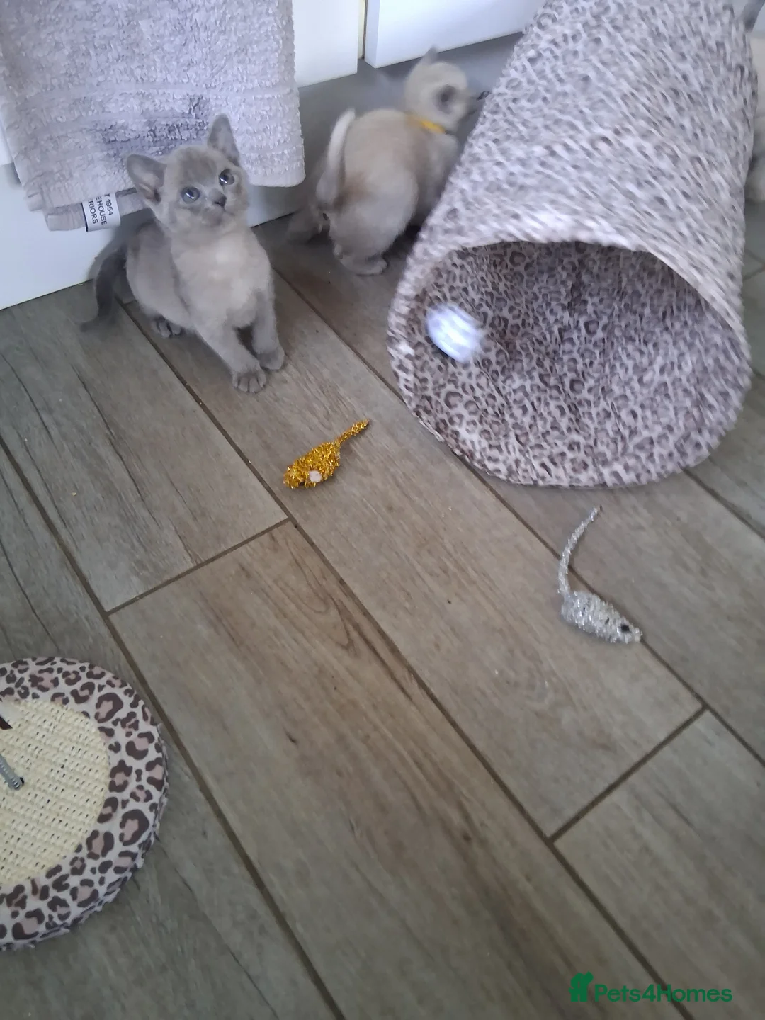 Burmese cats for sale: Stunning lilac kittens available - Advert 6