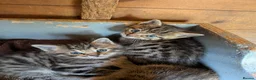 Mixed Breed cats for sale: Ready to leave... Gorgeous Bengal X Kittens - Advert 4