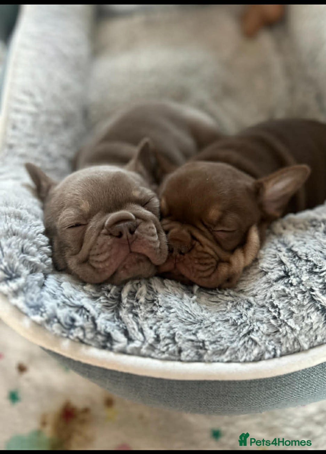 French Bulldog dogs for sale: 2 female French bulldog puppies for sale  - Advert 1