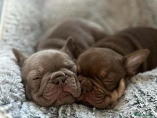 French Bulldog dogs 2 female French bulldog puppies for sale - Advert 7