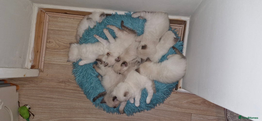 Ragdoll cats for sale: Beautiful Ragdoll Kittens.  - Image 9