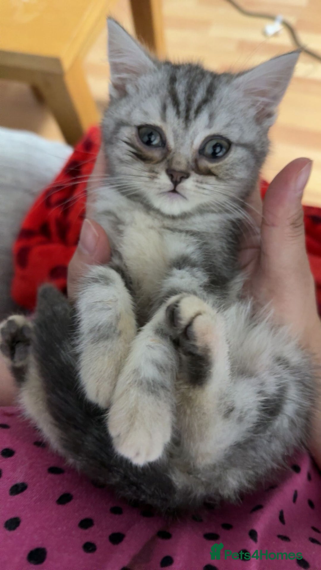 British Shorthair cats for sale: British shorthair - Advert 8