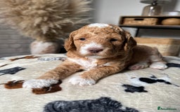 Cockapoo dogs for sale: Not Just Any Cockapoo Puppies – The Special Few - Image 26