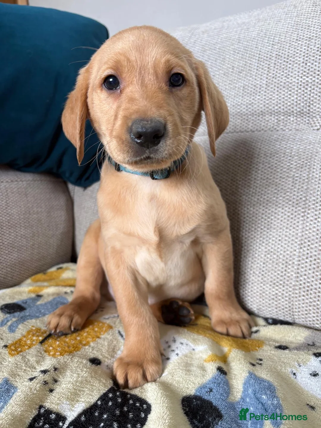 Labrador Retriever dogs for sale: Stunning Labrador puppies 🐶  - Advert 2