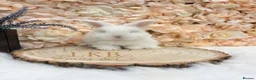 Angora rabbits for sale: 🌟 PEDIGREE ANGORA BABIES 🌟 - Advert 4
