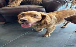 Cocker Spaniel dogs for adoption: Handsome & loyal REGGIE needs a new Loving Home - Image 3