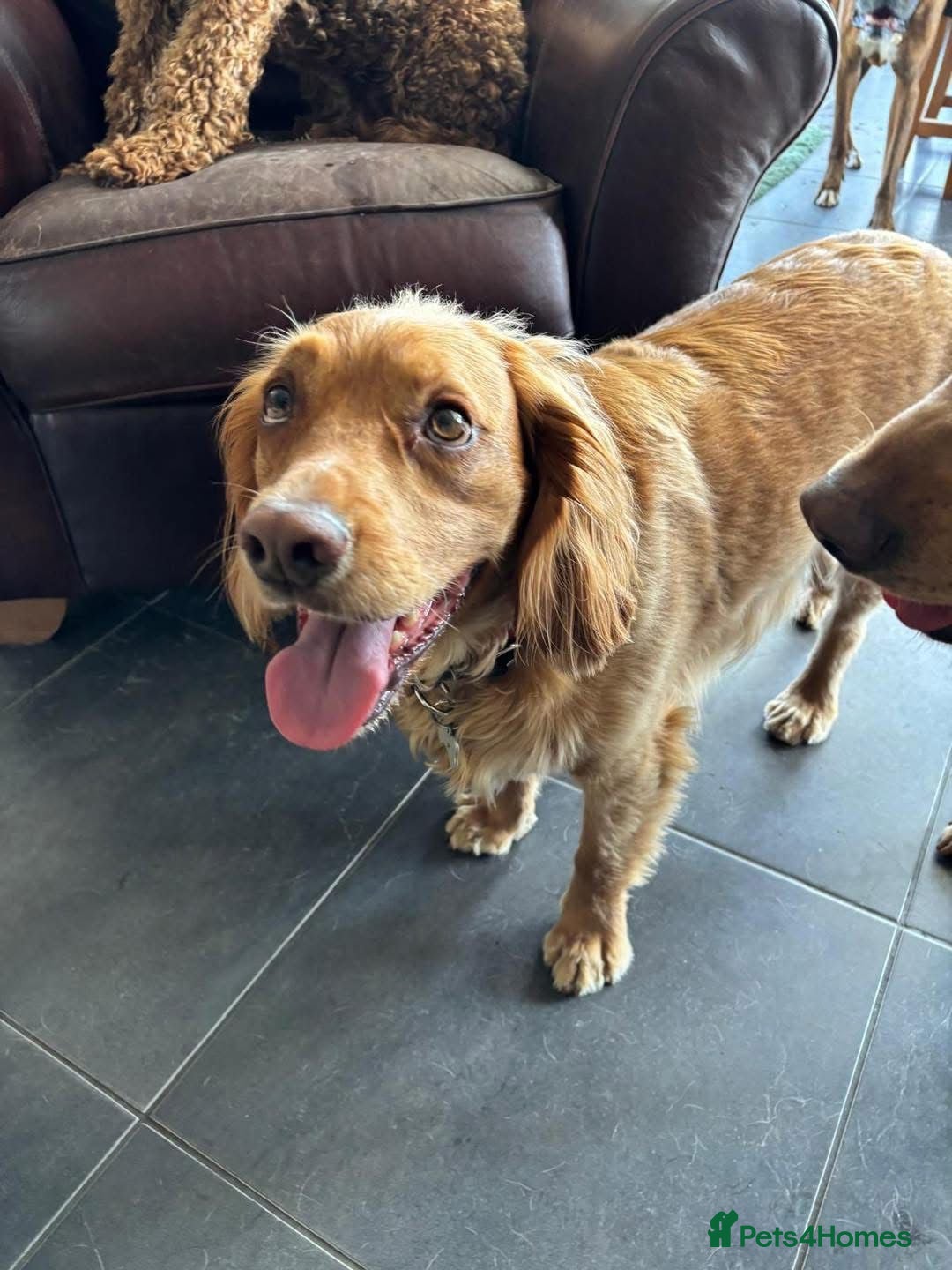 Cocker Spaniel dogs for adoption: Handsome & loyal REGGIE needs a new Loving Home - Image 3