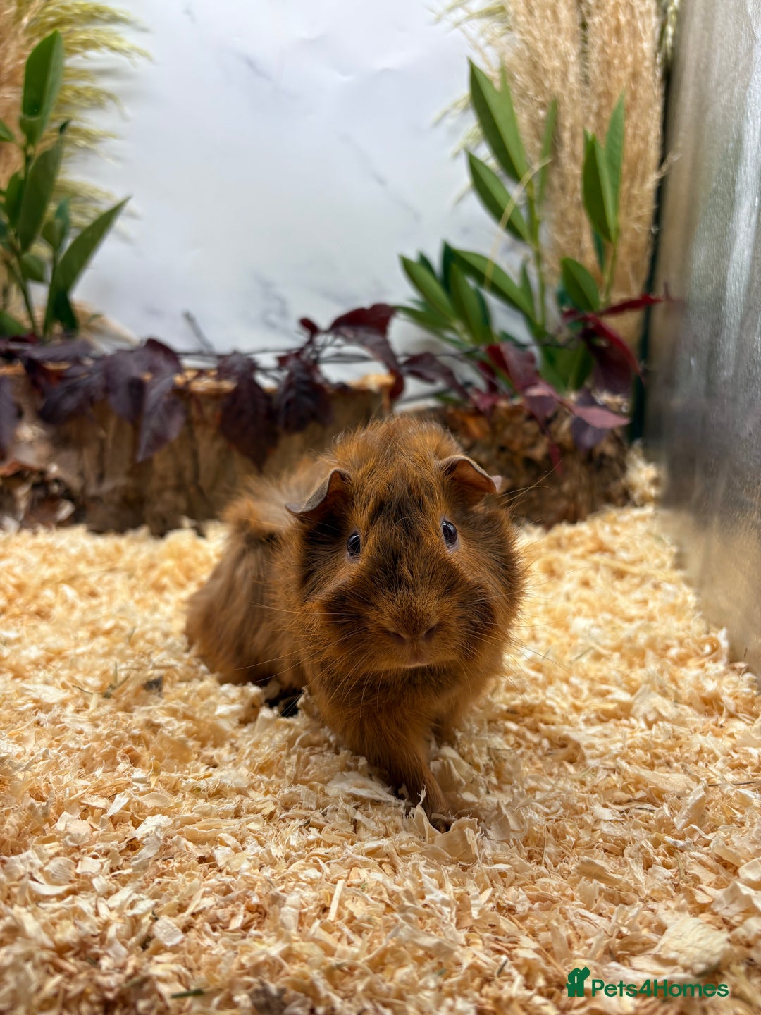 Guinea Pig rodents for sale: LOTS OF BABY GUINEA PIGS FOR SALE 🐹 - Advert 5