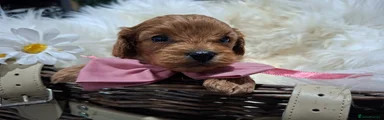 Cavapoo Puppy 4