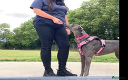 Greyhound dogs for adoption: Spring - Image 7