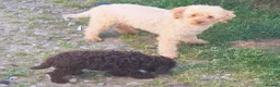 Toy Poodle dogs for sale: Toy poodle girl in Pontyclun - Advert 3