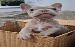 French Bulldog dogs for sale: Stunning pups - Image 3