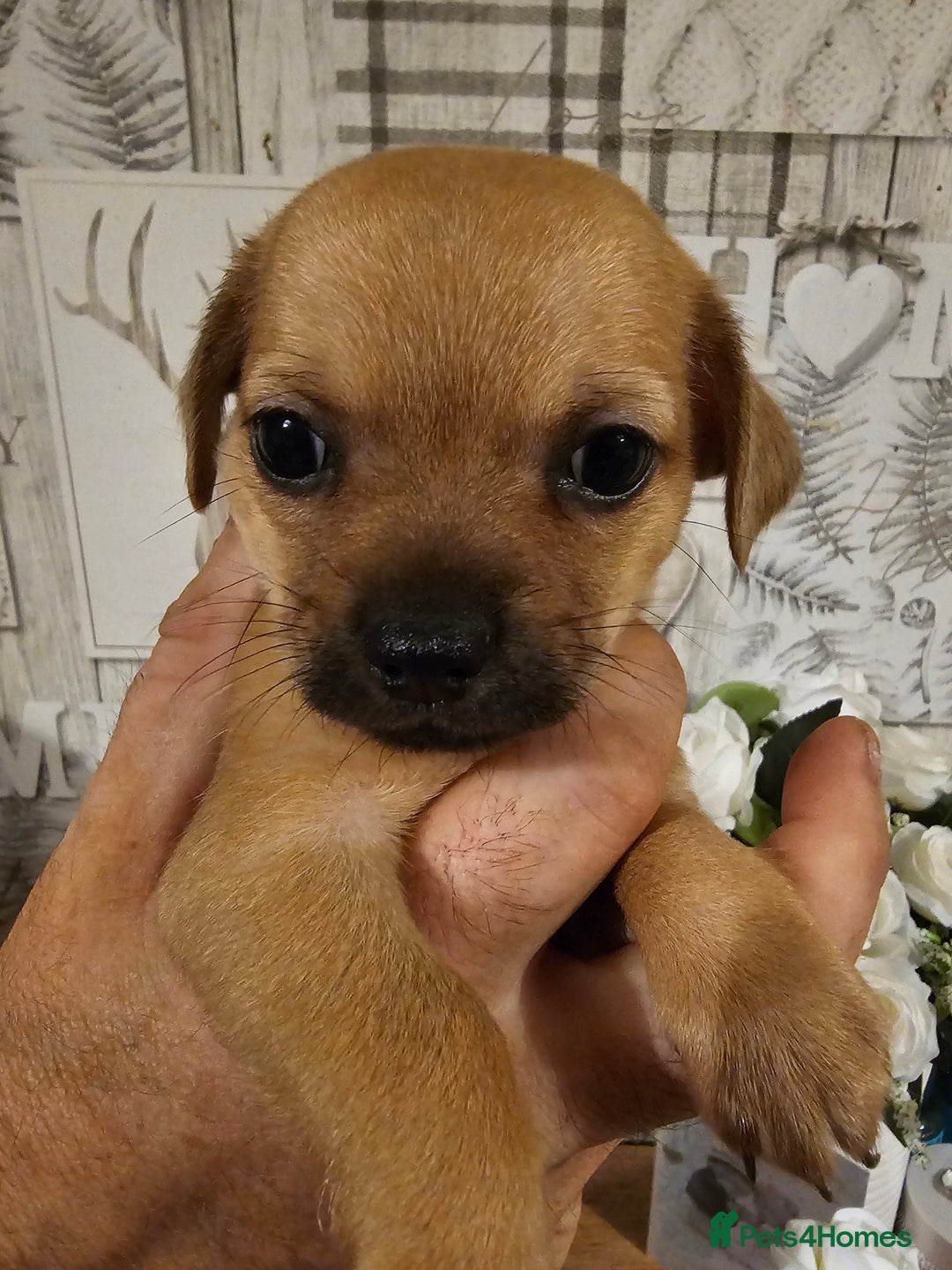 Chihuahua dogs for sale: Chihuahua  - Image 9