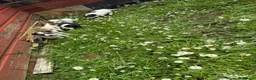 Jack Russell dogs for sale: Miniature Jack russells puppies in Glasgow - Advert 3