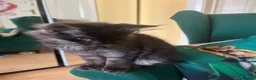 Maine Coon cats for sale: MONSTRUAL GIANTS! Elite MAINE COON Kittens  - Advert 12