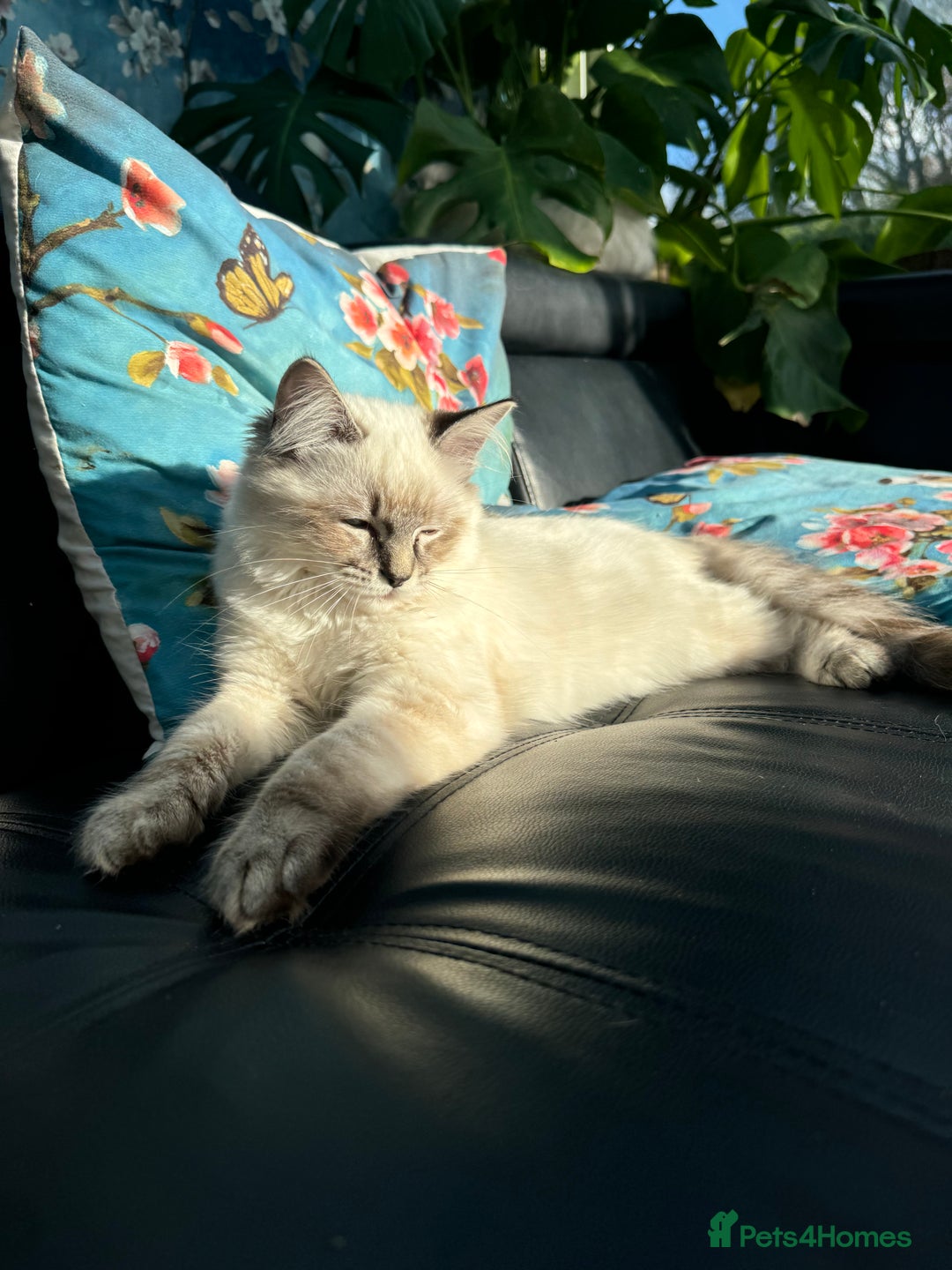 Ragdoll cats for sale: 2 Ragdoll babies available… NOW  - Advert 8