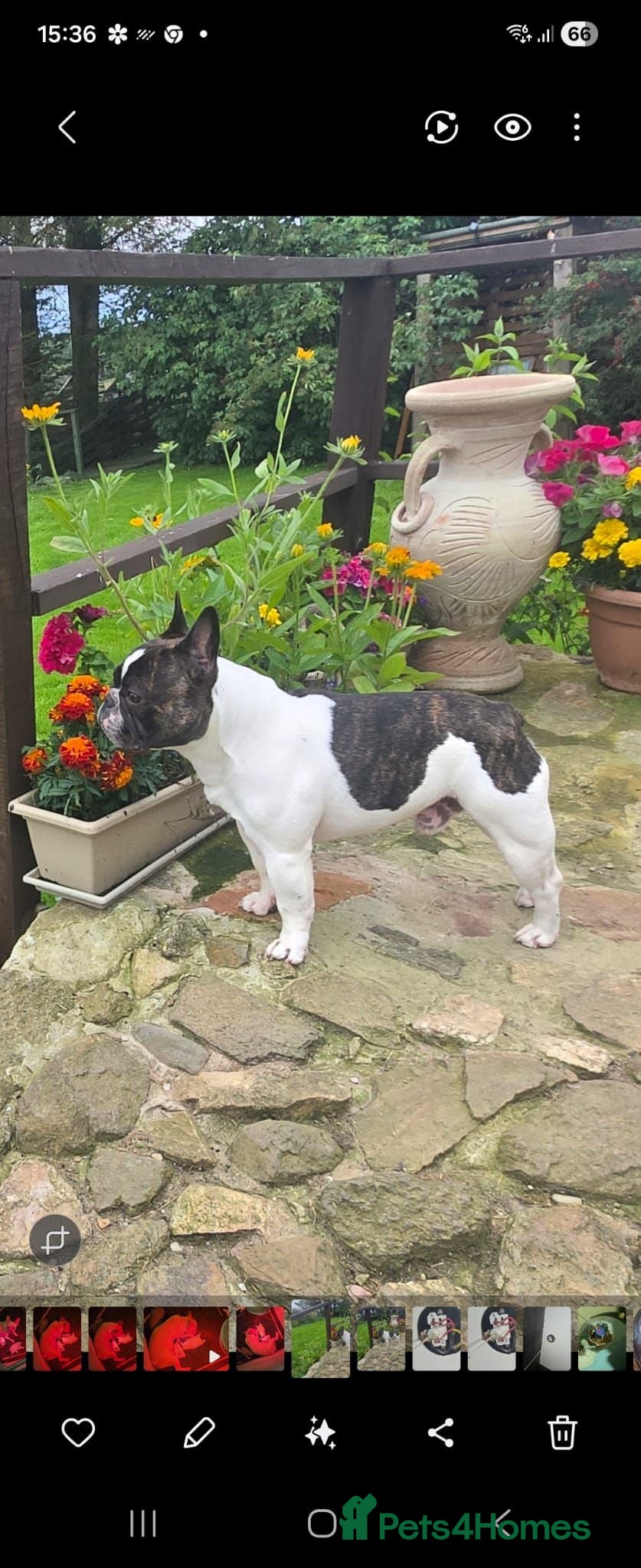 French Bulldog dogs Frenchbulldog Puppies - Advert 9