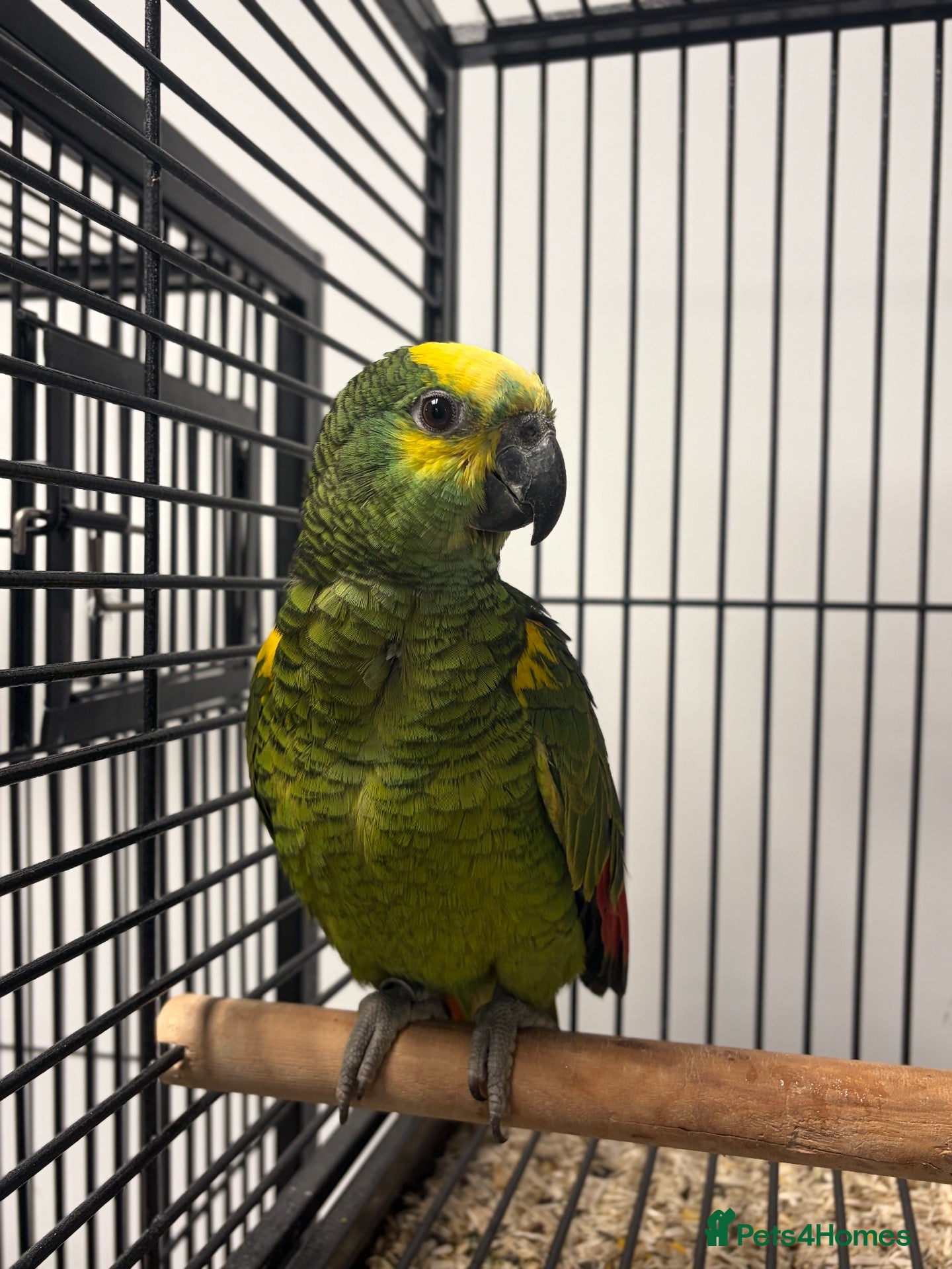Parrots birds for sale: Hand Reared Baby Blue Fronted Amazons  - Advert 1