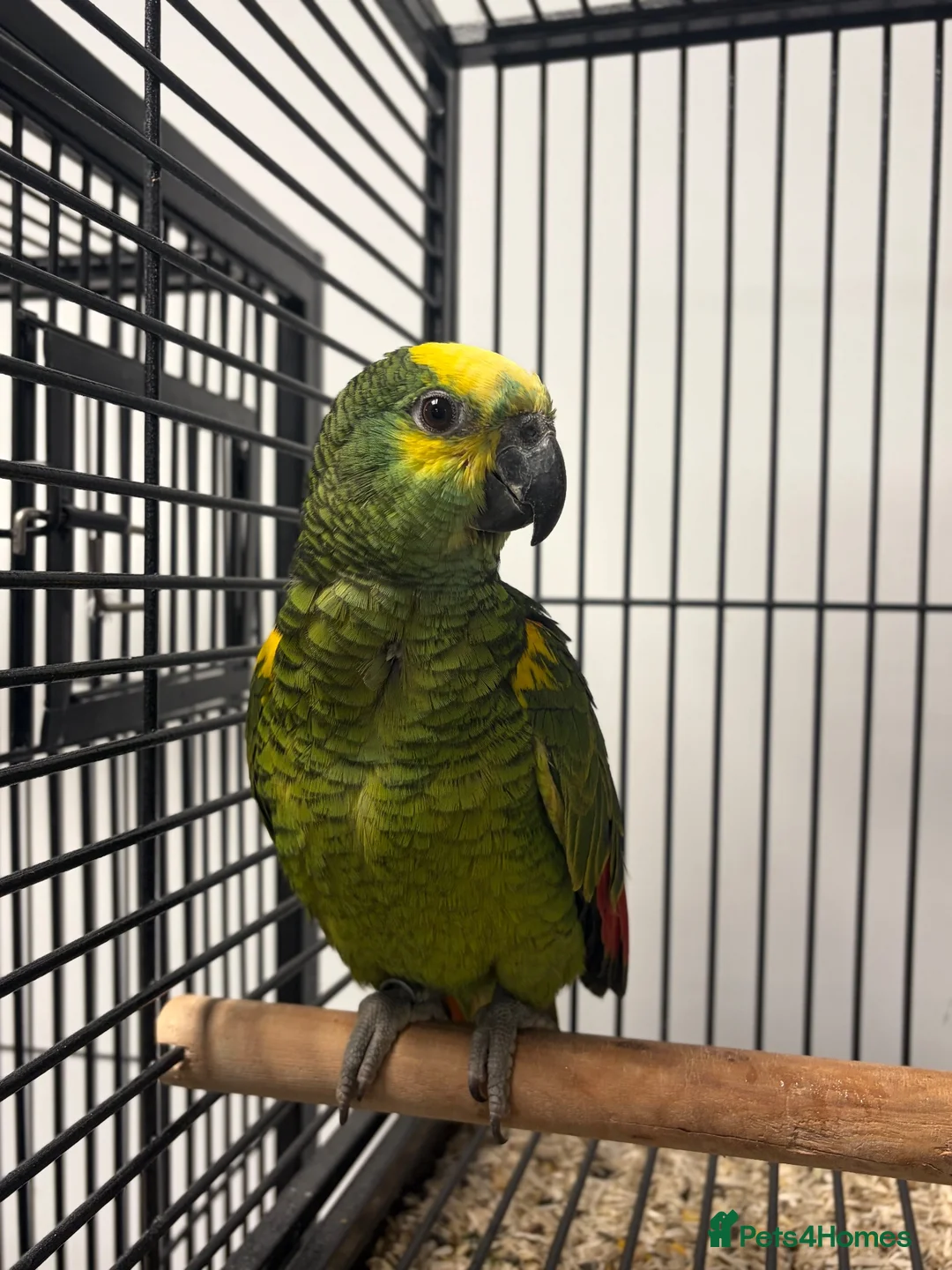Parrots birds for sale: Hand Reared Baby Blue Fronted Amazons  - Advert 1