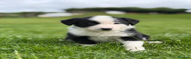 Australian shepherd cross