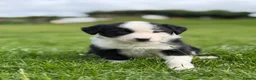 Mixed Breed dogs for sale: Adorable Australian Shepherd cross puppy in Lampeter - Advert 4