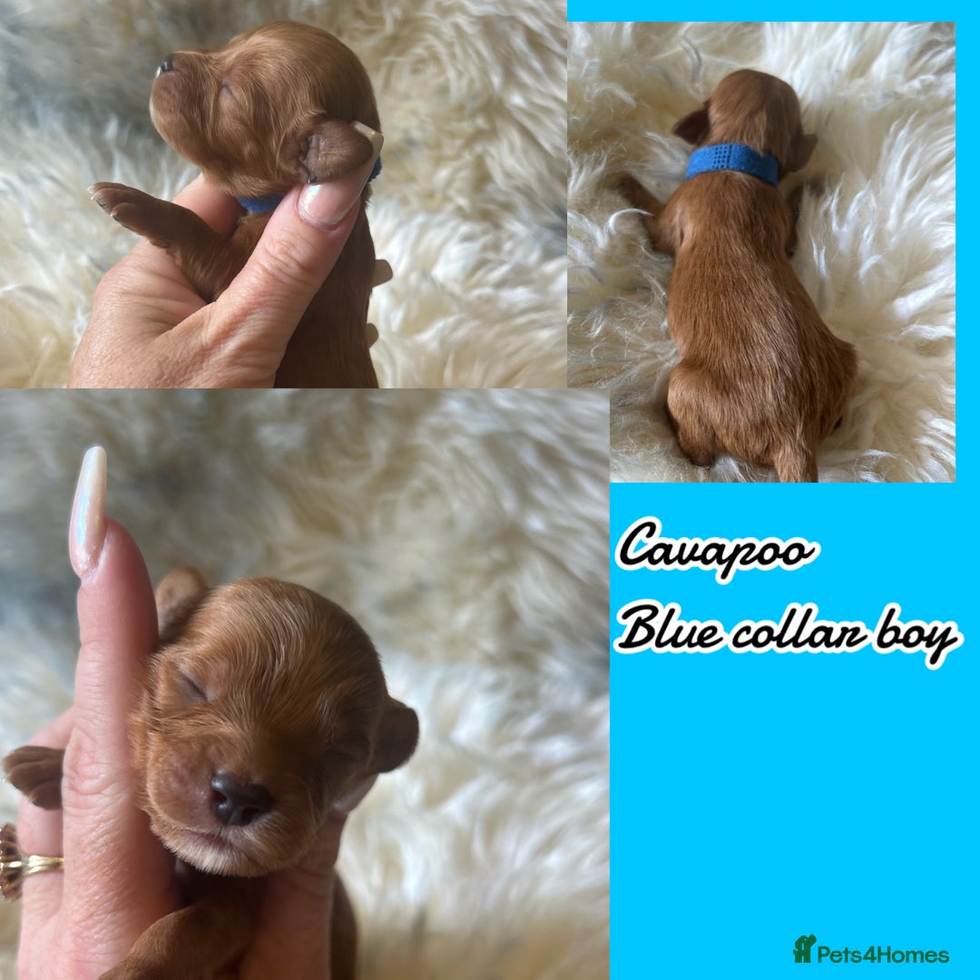 Cavapoo dogs for sale: Beautiful fully DNA tested Cavapoo's  - Image 25