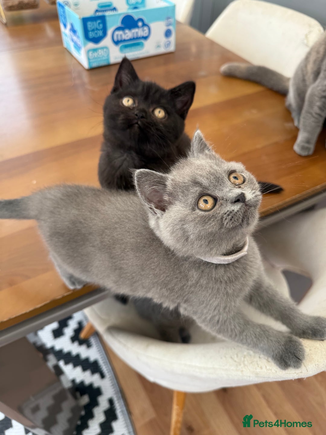 British Shorthair cats for sale: Rare Coloured British Shorthair kittens - Image 4
