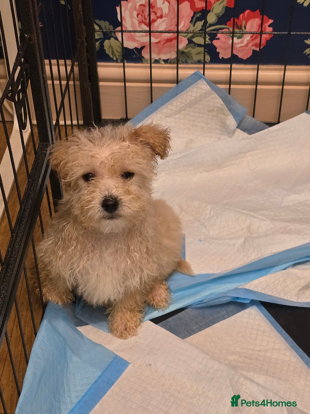 Poochon dogs for sale: Poochon  - Advert 10