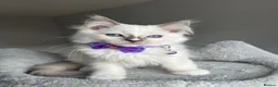 Ragdoll cats for sale: GCCF Pedigree Ragdoll kittens  - Advert 12