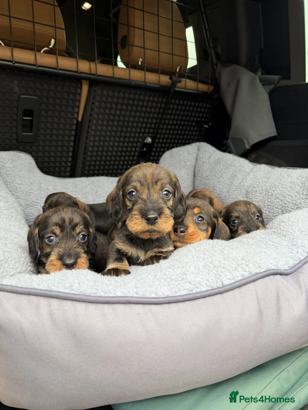 Dachshund dogs for sale: Wire haired Teckles  - Advert 1