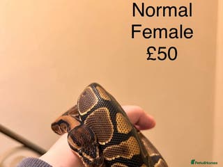 Python Snake reptiles Royal Python & Hognose - Advert 6