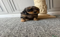 Cockapoo dogs for sale: Beautiful Cockerpoo Puppies. (Sand, Merle, Black) - Image 6