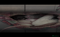 Rat rodents for sale: 5 friendly male rats with cage - Image 3