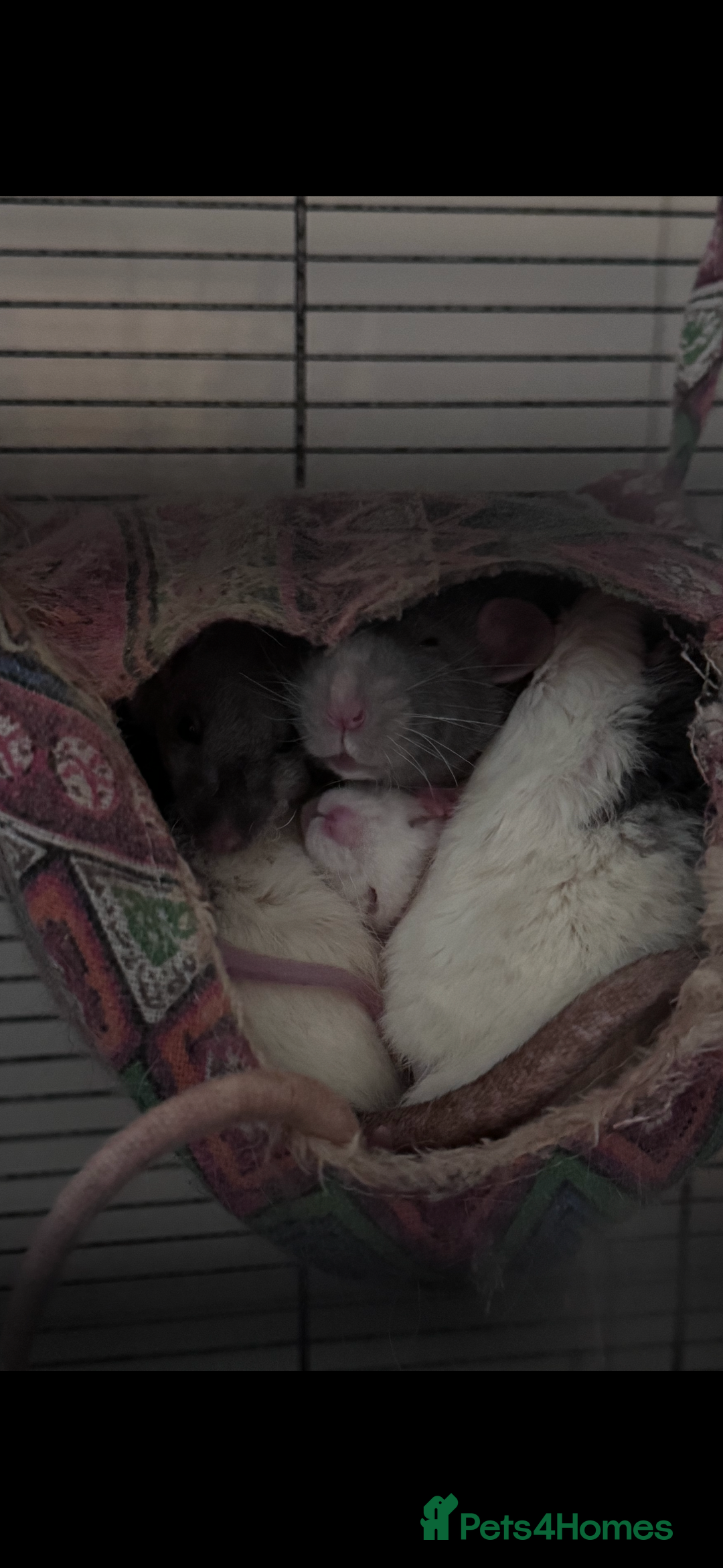 Rat rodents for sale: 5 friendly male rats with cage - Image 3