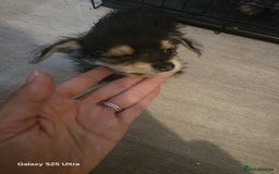 Yorkiepoo dogs for sale: Male dog - Image 5