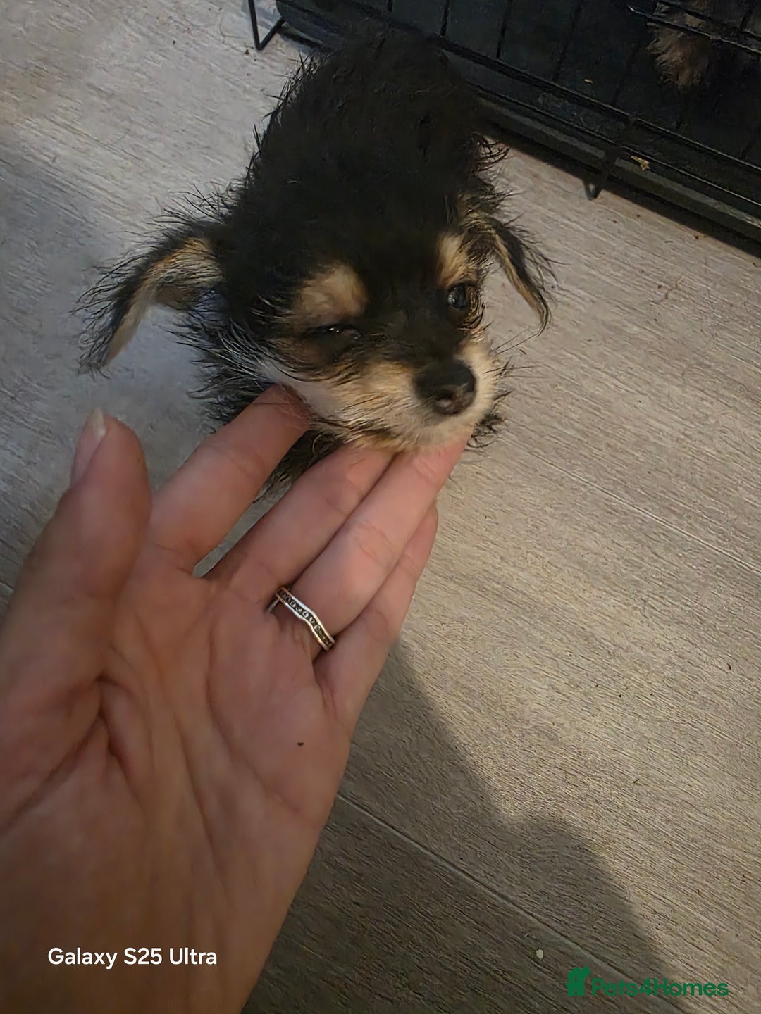 Yorkiepoo dogs for sale: Male dog - Image 5