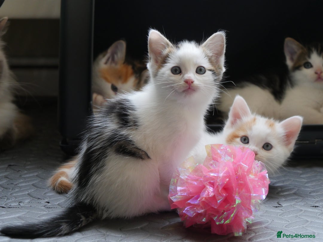 Mixed Breed cats for sale: Mix Ragdoll /Domestic cat  - Image 16