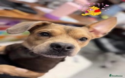 Mixed Breed dogs for sale: French bulldog X  - Image 6