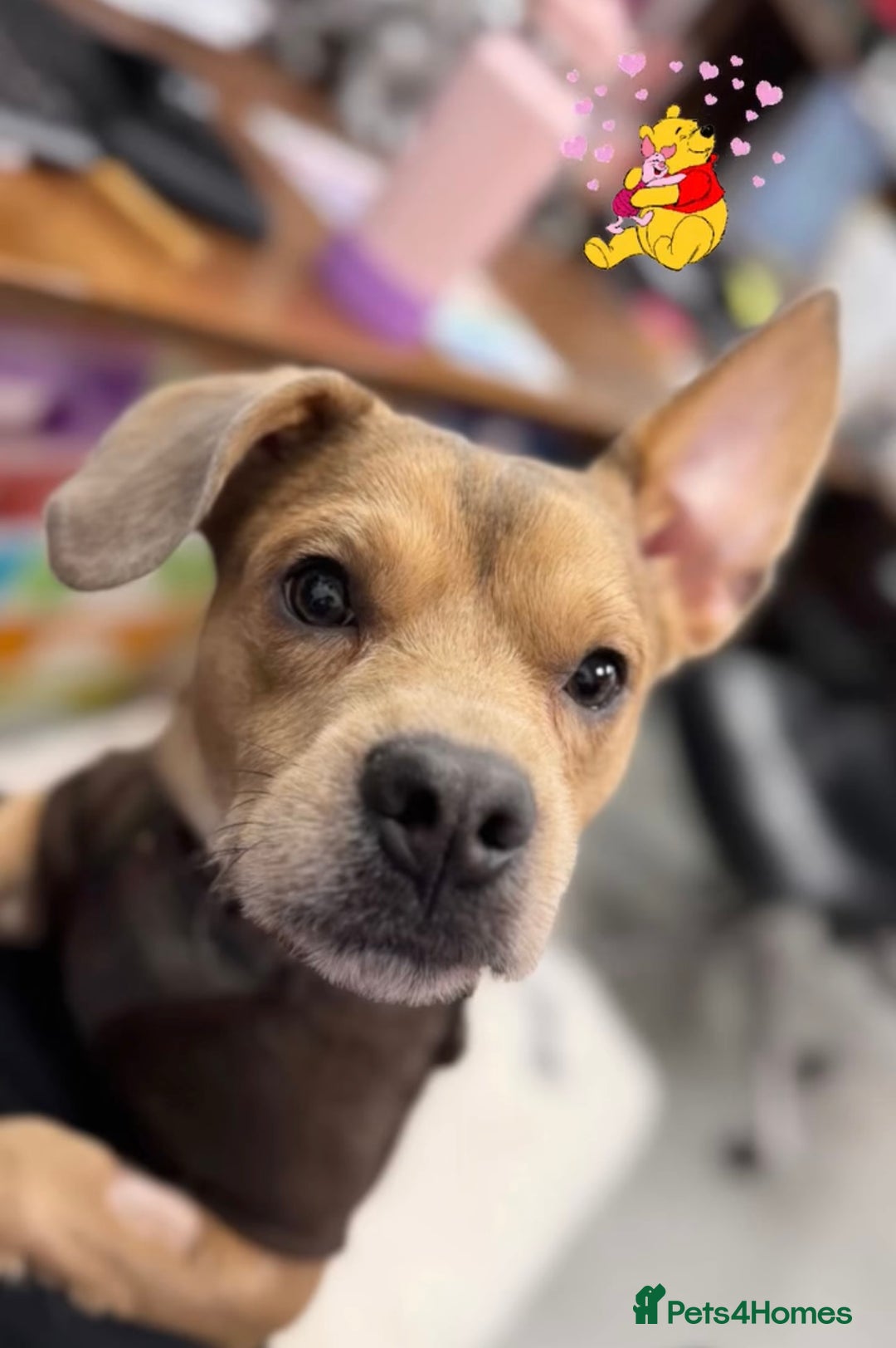 Mixed Breed dogs for sale: French bulldog X  - Image 6