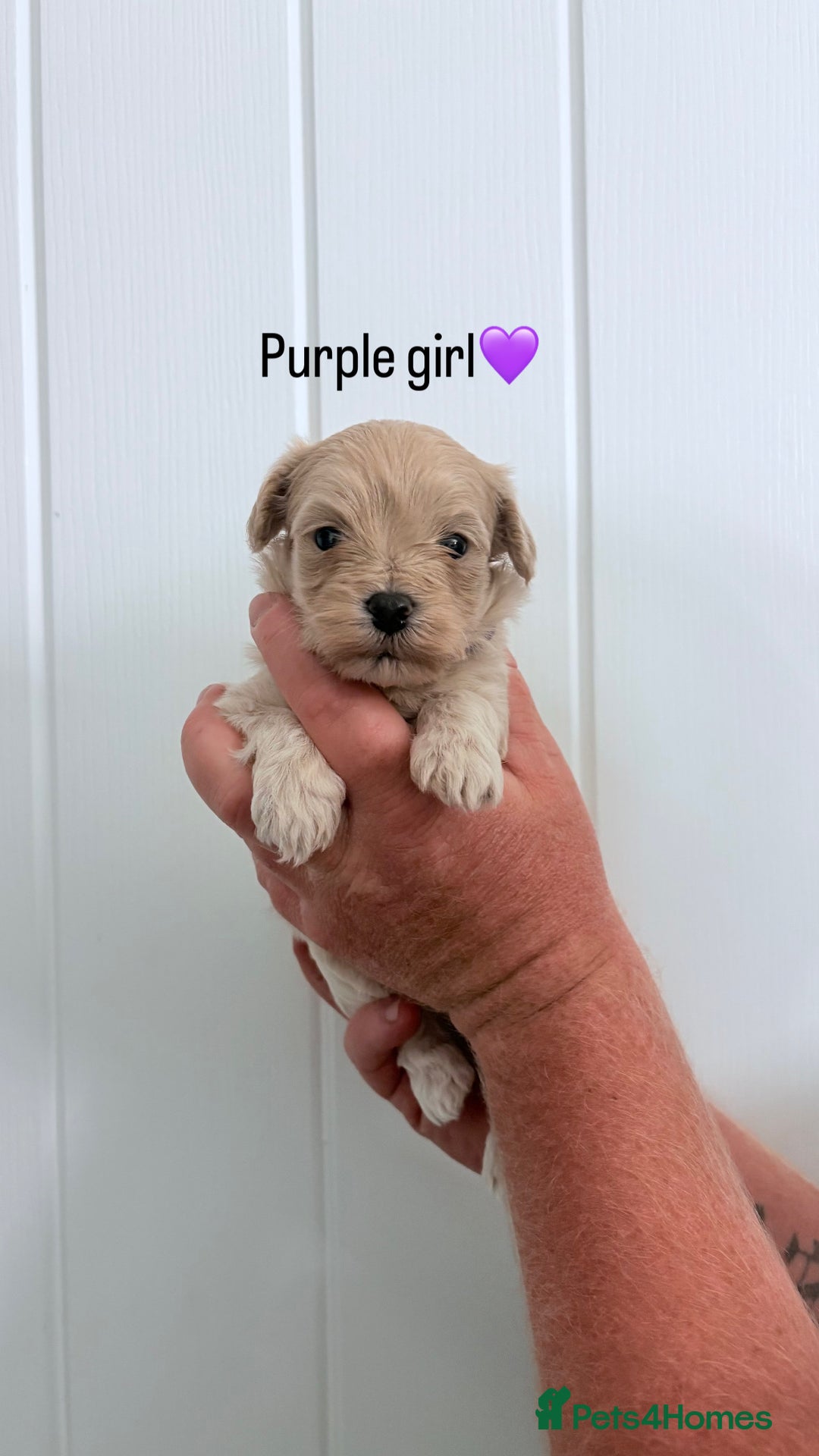 Maltipoo dogs for sale: 4 gorgeous F1 Toy Maltipoo girls 🩷 - Image 3