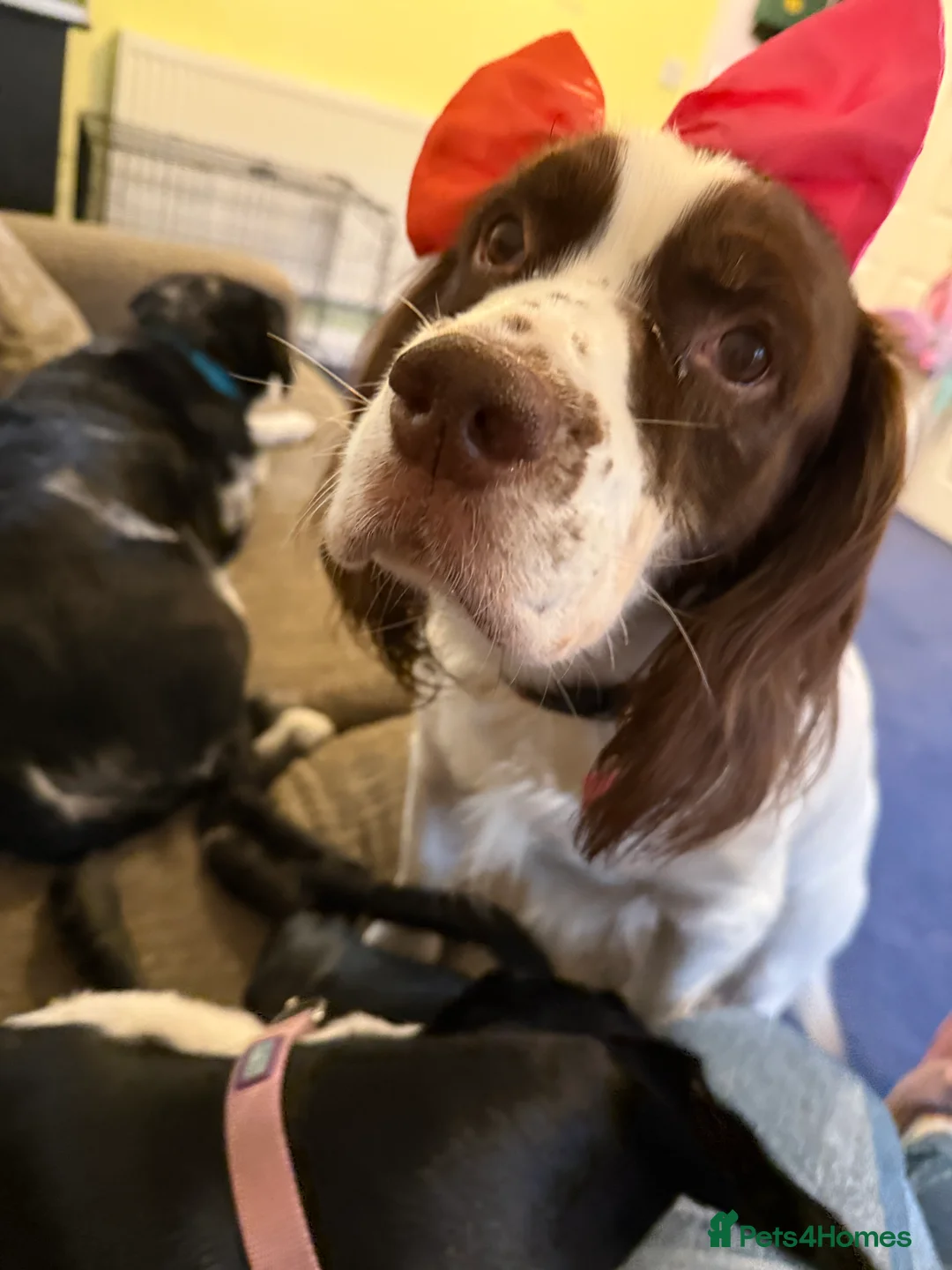 English Springer Spaniel dogs for sale: My beautiful boy Alfie  in Didcot - Advert 1