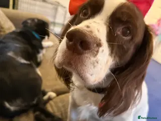English Springer Spaniel dogs My beautiful boy Alfie - Advert 6