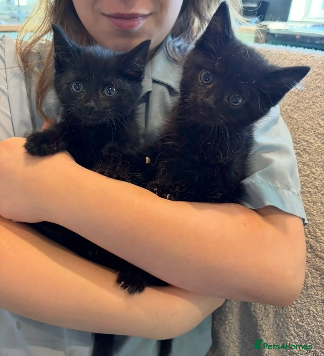 Mixed Breed cats for sale: Kittens  - Advert 2